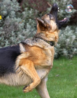 Paulo and the Bubble
Paulo wasn't all that interested in the bubbles when we first started to blow them, but gradually his curiosity got the better of him.  In this photograph he's about to burst the bubble.
Anahtar kelimeler: Paulo bubble German Shepherd teeth burst