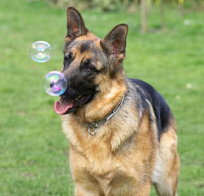 Paulo and the Bubbles
Anahtar kelimeler: Paulo German Shepherd bubbles garden dog