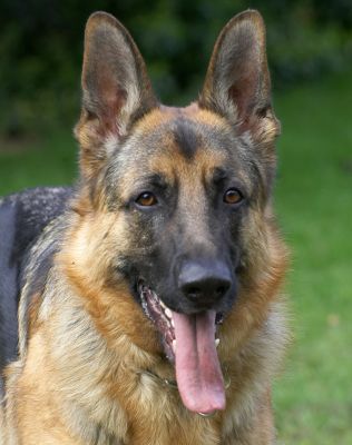 Paulo
Anahtar kelimeler: Paulo German Shepherd tongue dog