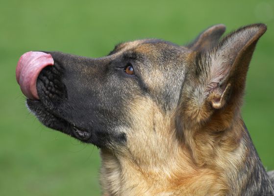 Paulo
After having a bit of peanut butter.
Keywords: Paulo German Shepherd peanut butter tongue lick