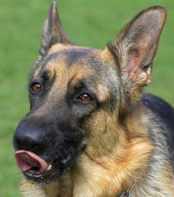 Paulo
Keywords: Paulo German Shepherd tongue