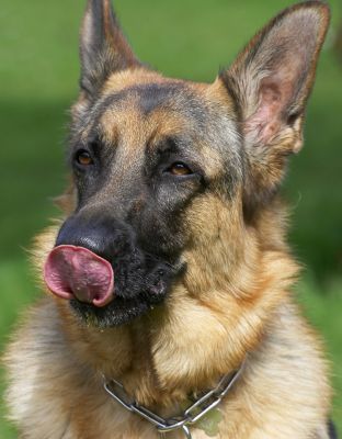 Paulo
Λέξεις-κλειδιά: Paulo tongue German Shepherd dog