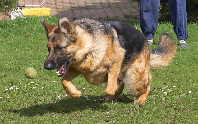 Paulo Chasing the Ball
الكلمات الإستدلالية(لتسهيل البحث): Paulo ball German Shepherd chase dog
