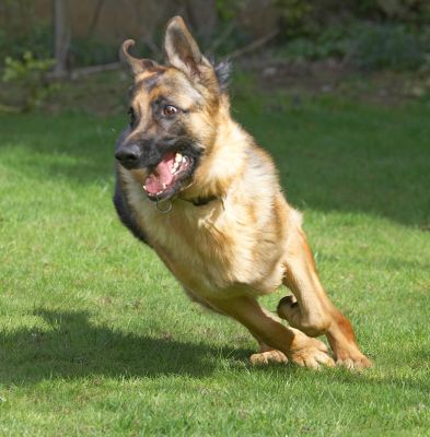 Paulo on the Run
Keywords: Paulo running German Shepherd dog