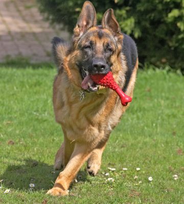 Paulo
Anahtar kelimeler: Paulo German Shepherd red toy running