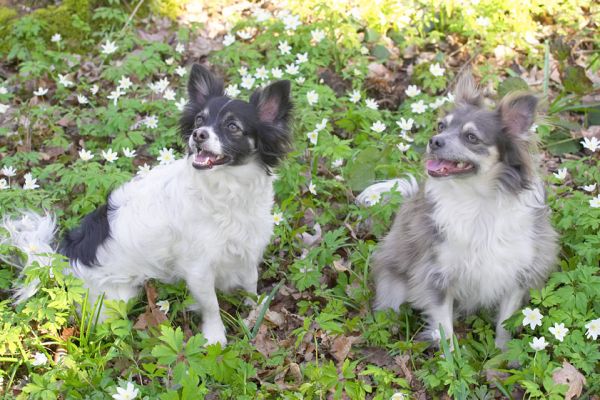 Matt and Rose
Keywords: Matt Rose long haired chihuahua springtime Lord's Wood garden