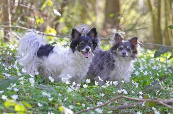 Matt and Rose
Matt and Rose are long-haired chihuahuas.
Palabras clave: Matt Rose long haired chihuahua Lord's Wood spring flowers