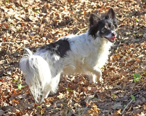 Matt
Schlüsselwörter: Matt long haired chihuahua
