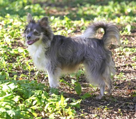Rose
Anahtar kelimeler: Rose long haired chihuahua Lord's Wood