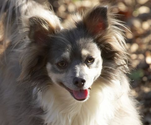 Rose
Palabras clave: Rose long haired chihuahua