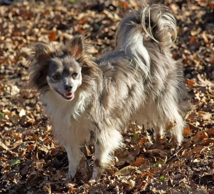 Rose
Photographed in Lord's Wood, April 14 2006
Keywords: Rpse long haired chihuahua Lord's Wood