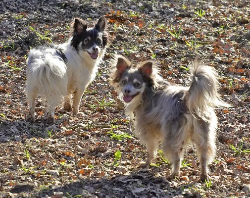 Matt and Rose
Λέξεις-κλειδιά: Matt Rose long haired chihuahua