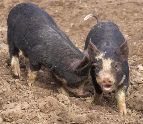 Berkshire Piglets
A couple of Berkshire (Kurobuta) piglets playing.
Keywords: Berkshire pig Kurobuta pig piglets spring