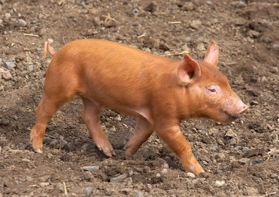 A Tamworth Piglet
Schlüsselwörter: Tamworth piglet