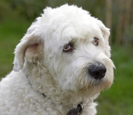 Lucy
Lucy is an [url=http://www.oes.org/]Old English Sheep Dog[/url].  While she looks a bit sad in this photograph, she was fine until I touched the camera.  Then she looked sad.
Trefwoorden: Old English Sheep Dog Lucy
