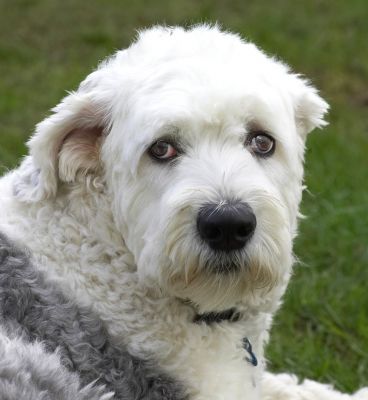 Lucy
Avainsanat: Lucy Old English Sheep Dog