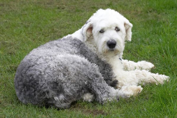 Lucy Exercising
She and Arnie had their morning walk.  When it was time for a run in the garden, they were both content to lie down and have us rub them.
Keywords: Lucy Old English Sheep dog
