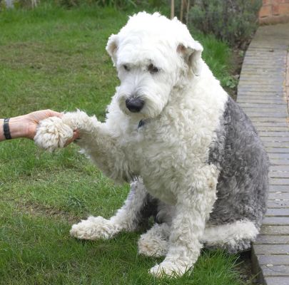 Lucy Shaking Hands With Marjorie
Marjorie tried our little hand-held bubble maker, but Lucy wasn't interested in the bubbles.  Instead, she decided to shake hands.
Λέξεις-κλειδιά: Lucy Old English Sheep dog shaking hands