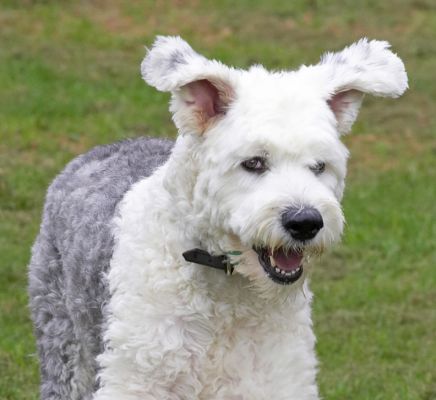 Lucy Running
With her ears flapping.
Palabras clave: Lucy ears flapping running Old English Sheep Dog