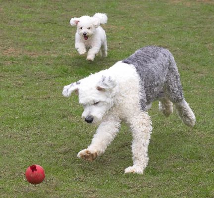 Lucy and Arnie Running After the Red Ball
Lucy is an Old English Sheep Dog, and Arnie is a Bichon Frise.
Mots-clés: Lucy Arnie red ball running catch Old English Sheep Dog Bichon Frise