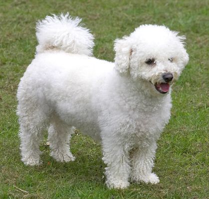 Arnie
Arnie is a [url=http://www.bichonfriserescue.co.uk/]Bichon Frise[/url].
Λέξεις-κλειδιά: Arnie Bichon Frise dog fluffy white