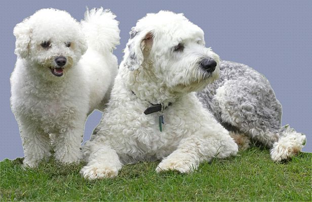 Arnie and Lucy
Arnie is a Bichon Frise, and Lucy is an Old English Sheep Dog.
Palabras clave: Arnie Lucy Bichon Frise Old English Sheep Dog