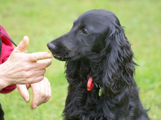 Frankie and the Peanut Butter
He liked it, at least a little bit.  That's Marjorie's hand, feeding Frankie the peanut butter.
الكلمات الإستدلالية(لتسهيل البحث): Frankie peanut butter cocker spaniel