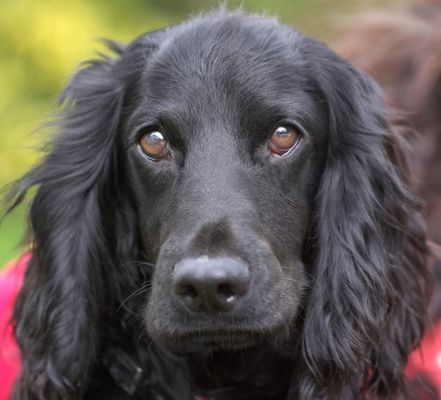 Frankie
Trefwoorden: Frankie cocker spaniel