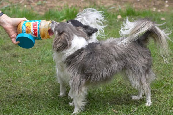 Matt and Rose and the Peanut Butter
Marjorie tried to feed Matt and Rose some peanut butter by hand.  They preferred the entire Skippy jar!
Anahtar kelimeler: Matt Rose long haired chihuahua Skippy peanut butter
