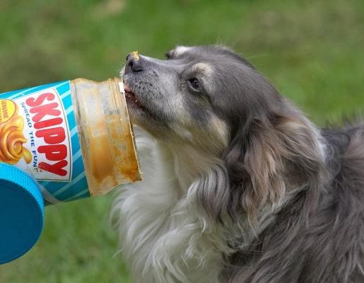 Rose and the Peanut Butter
Rose helping herself to the Skippy peanut butter.
Ključne besede: Rose long haired chihuahua Skippy peanut butter dog
