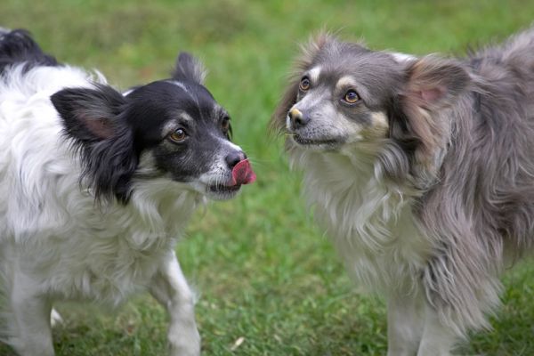 Matt and Rose Enjoying Some Peanut Butter
Palabras clave: Matt Rose long haired chihuahua peanut butter tongue