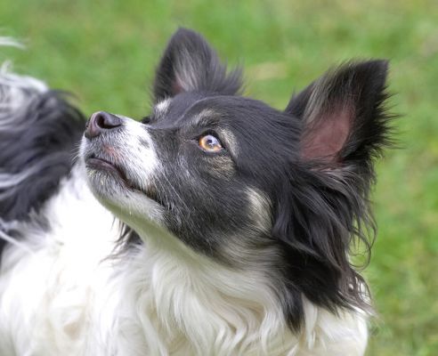 Matt
Keywords: Matt long haired chihuahua