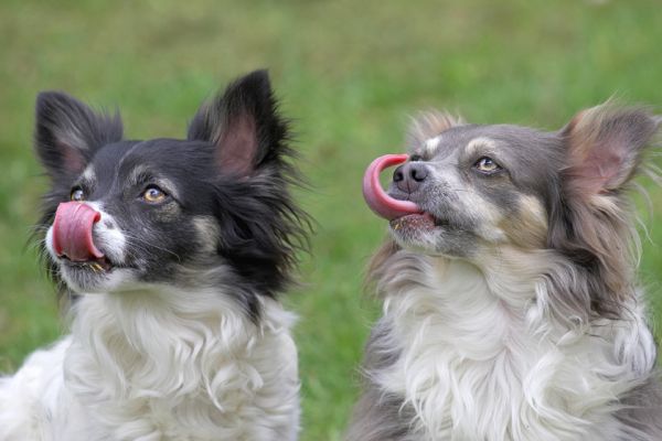 Matt and Rose Enjoying Some Peanut Butter
Λέξεις-κλειδιά: Matt Rose long haired chihuahua tongue dog lick