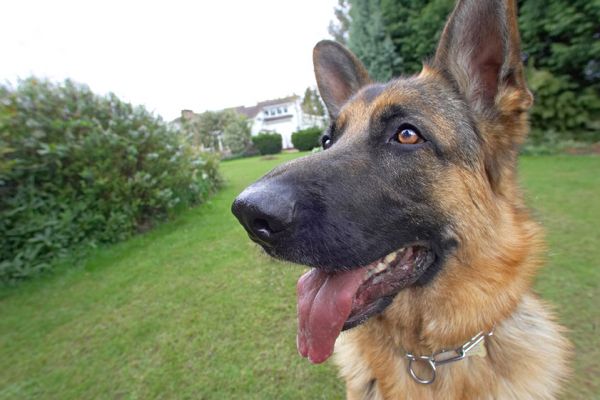 Paulo
Keywords: Paulo German Shepherd dog black nose