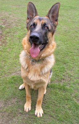 Paulo
Mots-clés: Paulo German Shepherd dog nose tongue