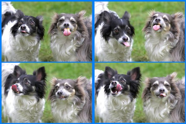 Matt and Rose Making Faces
Keywords: Matt Rose long haired chihuahua tongue peanut butter faces
