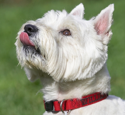 OK, you've got my attention
Trefwoorden: William West Highland Terrier tongue