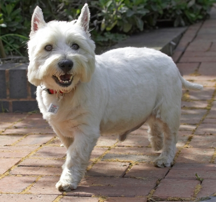 Just out for an afternoon stroll
Keywords: William West Highland Terrier