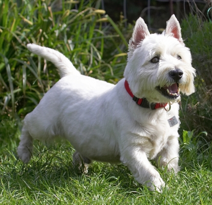 My favourite activity - mark and then spread it as far as I can
Ключевые слова: William West Highland Terrier tongue
