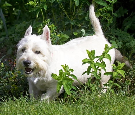 .......... as the Pedigree people say: "it's a dog thing"
Trefwoorden: William West Highland Terrier