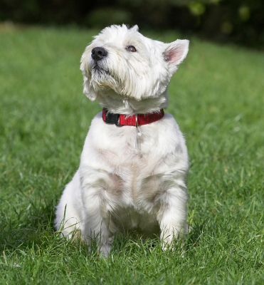 What's happening?!
Anahtar kelimeler: William West Highland Terrier