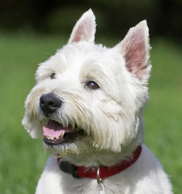 Cheeky chappie
Anahtar kelimeler: William West Highland Terrier tongue