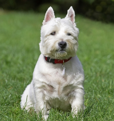 I'll just sit here awhile
Keywords: William West Highland Terrier