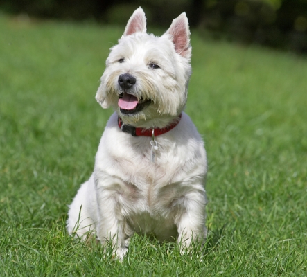 Who's a cutie then!
Palabras Clave: William West Highland Terrier tongue