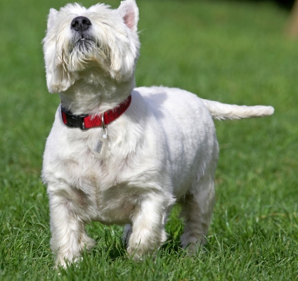 I can't quite see it
Keywords: William West Highland Terrier