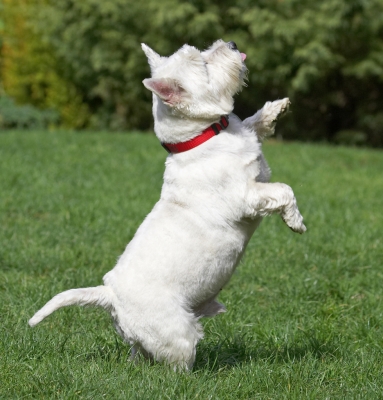 C'mon, gimme
Palabras Clave: William West Highland Terrier