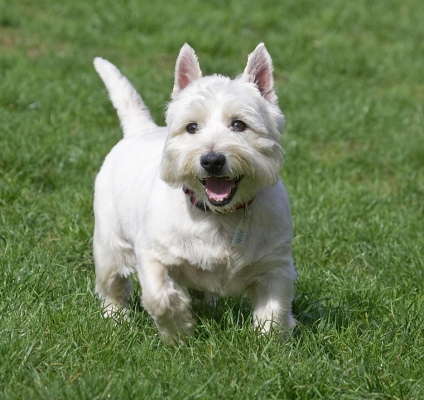 Who's Mr Personality then?!
Palabras clave: William West Highland Terrier tongue