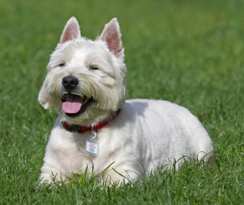 It's a good joke innit?!
Keywords: William West Highland Terrier tongue