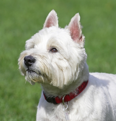 I'm all ears
Słowa kluczowe: William West Highland Terrier
