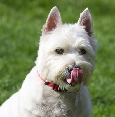 Yummmmm
Słowa kluczowe: William West Highland Terrier tongue